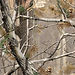 LicensedCamo-RealTreeHardwoodsGreen-01.j