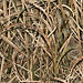 MossyOak-ShadowBladesGrass.jpg