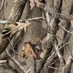 LicensedCamo-AdvantageMax4HD-01.jpg