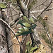 LicensedCamo-RealTreeAPGreen-01.jpg