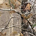 LicensedCamo-RealTreeAllPurpose-01.jpg