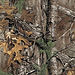 LicensedCamo-RealTreeExtra-01.jpg